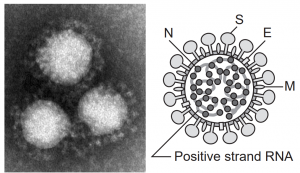 corona-fig1-300×173